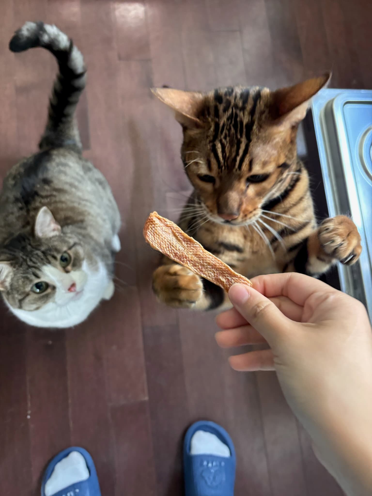 Two cats reaching for a Truly Drooly treat
