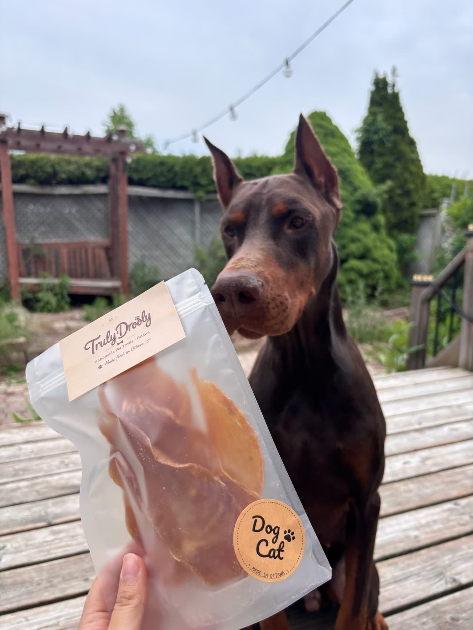 A Doberman sniffing a Truly Drooly treat pouch in a backyard