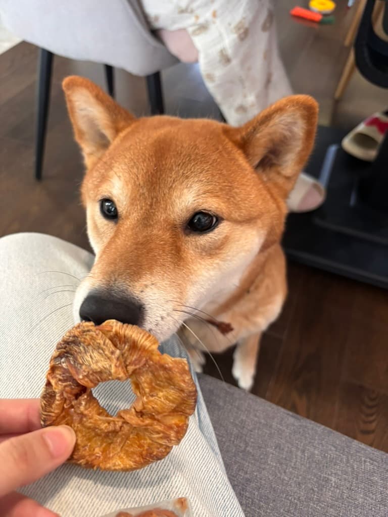 A shiba inu reaching for a Truly Drooly treat in an hand